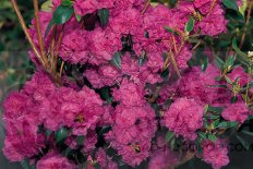 Рододендрон даурский Эйприл Роуз Rhododendron dauricum April Rose