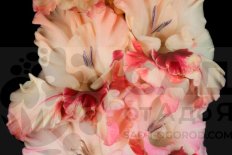 Гладиолус Бессмертный пони