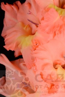 Гладиолус Летние каникулы