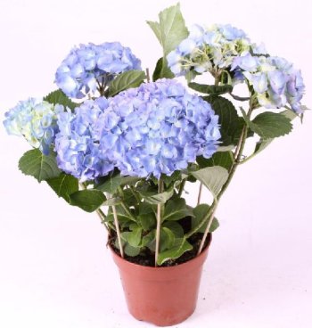 Затруднения в работе яндекс-доставки 5 июля 2025