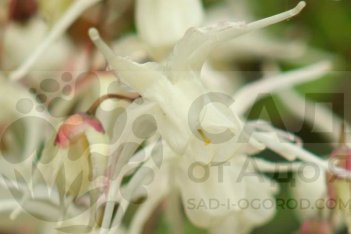 Горянка крупноцветковая Бандит Epimedium grandiflorum var. higoense Bandit