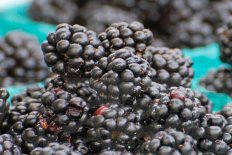 Ежевика Осейдж Rubus eubatus Osage