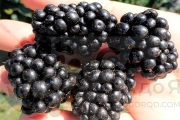Ежевика Осейдж Rubus eubatus Osage