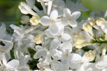 Сирень гиацинтовая Маунт Бейкер Syringa hyacinthiflora Mount Baker