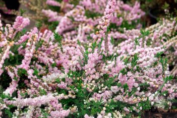 Вереск обыкновенный Раднор Calluna vulgaris Radnor