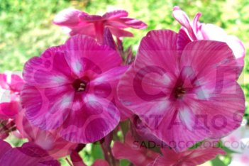 Флокс метельчатый Автограф Phlox paniculata Avtograf