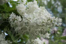 Сирень обыкновенная Иней Syringa vulgaris Iney