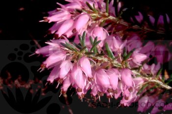 Эрика розовая Атрорубра Erica carnea Atrorubra