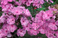 Флокс метельчатый Седой Урал Phlox paniculata Sedoj Ural