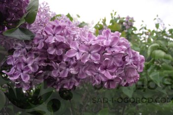 Сирень обыкновенная Николай Гумилев Syringa vulgaris Nikolaj Gumilev