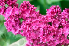 Сирень обыкновенная Знамя Ленина Syringa vulgaris Znamya Lenina