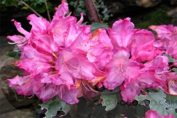 Рододендрон якушиманский Блюреттия Rhododendron yakushimanum Bluerettia