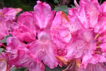 Рододендрон якушиманский Блюреттия Rhododendron yakushimanum Bluerettia
