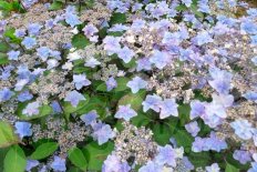 Гортензия пильчатая Мияма-яэ-Мурасаки Hydrangea serrata Miyama-yae-murasaki