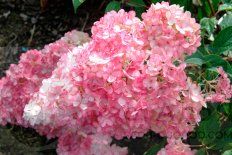 Гортензия метельчатая Ливинг® Тач оф Пинк Hydrangea paniculata Living® Touch of Pink