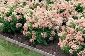 Гортензия метельчатая Ливинг Тач оф Пинк Hydrangea paniculata Living Touch of Pink 