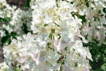 Гортензия метельчатая Ливинг Тач оф Пинк Hydrangea paniculata Living Touch of Pink 
