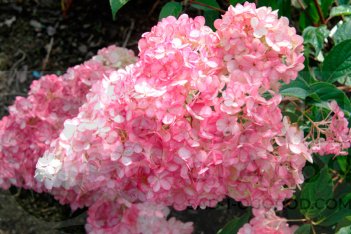 Гортензия метельчатая Ливинг Тач оф Пинк Hydrangea paniculata Living Touch of Pink 