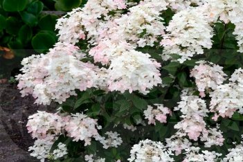 Гортензия метельчатая Ливинг Тач оф Пинк Hydrangea paniculata Living Touch of Pink 