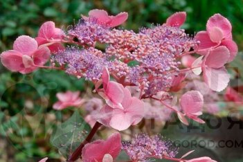 Гортензия шершавая Хот Чоколит Hydrangea aspera Hot Chocolate