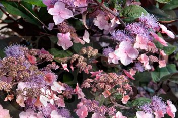 Гортензия шершавая Хот Чоколит Hydrangea aspera Hot Chocolate