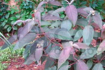 Гортензия шершавая Хот Чоколит Hydrangea aspera Hot Chocolate