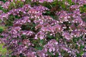 Гортензия шершавая Хот Чоколит Hydrangea aspera Hot Chocolate