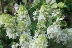 Гортензия метельчатая Грейт Эскейп Hydrangea paniculata Great Escape