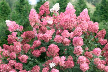 Гортензия метельчатая Файер Лайт Hydrangea paniculata Fire Light