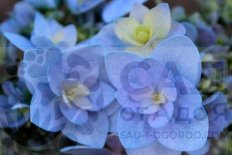 Гортензия крупнолистная Ю энд Ми Форевер Hydrangea macrophylla You and Me Forever