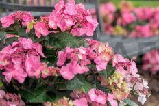 Гортензия крупнолистная Эндлесс Саммер Поп Стар Hydrangea macrophylla Endless Summer Popstar