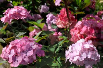 Гортензия пильчатая Прециоза / гибридная Пинк Бьюти Hydrangea serrata Preziosa / hybrid Pink Beauty