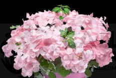 Гортензия гибридная Френч Болеро Пинк Hydrangea hybrid French Bolero Pink
