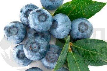 Голубика высокорослая Сиерра Vaccinium corymbosum Sierra