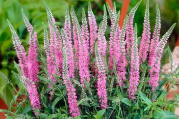 Вероника колосковая Анниверсари Роуз Veronica spicata Anniversary Rose