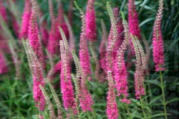 Вероника колосковая Анниверсари Роуз Veronica spicata Anniversary Rose