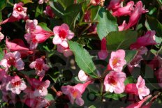 Вейгела цветущая Минует Weigela florida Minuet
