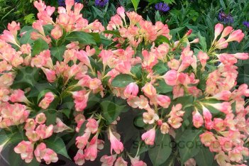 Вейгела гибридная Олл Саммер Пич Weigela hybrid All Summer Peach