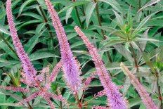 Вероникаструм виргинский Фэсинэйшн Veronicastrum virginicum Fascination
