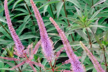 Вероникаструм виргинский Фэсинэйшн Veronicastrum virginicum Fascination