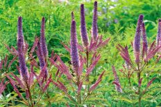 Вероникаструм виргинский Рэд Эрроуз Veronicastrum virginicum Red Arrows