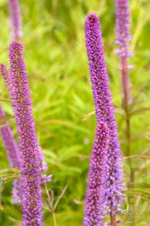 Вероникаструм виргинский Рэд Эрроуз Veronicastrum virginicum Red Arrows