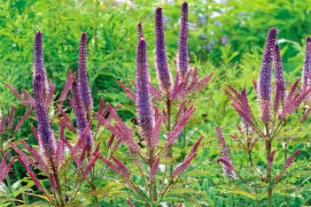 Вероникаструм виргинский Рэд Эрроуз Veronicastrum virginicum Red Arrows