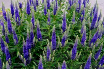 Вероника колосковая Анниверсари Блю Veronica spicata Anniversary Blue
