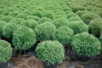 Thuja occidentalis Mr. Bowlingball