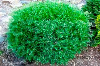 Туя западная Мистер Боулинг Болл Thuja occidentalis Mr. Bowlingball
