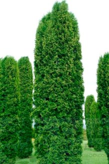 Туя западная Колумна Thuja occidentalis Columna