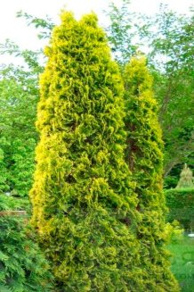 Туя западная Малониана Ауреа Thuja occidentalis Malonyana Aurea