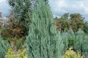 Можжевельник скальный Блю Эрроу Juniperus scopulorum Blue Arrow
