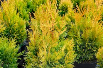 Туя западная Голден Смарагд Thuja occidentalis Golden Smaragd